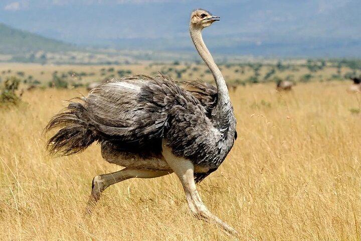 4 Days Private Tarangire, Serengeti and Ngorongoro Crater Tour