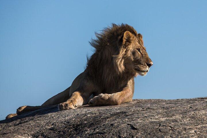 4-Days Northern Circuit Safari in Tarangire, Serengeti and Ngorongoro