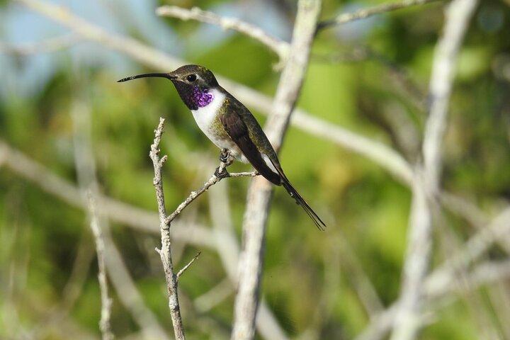 Half-Day Birdwatching Puerto Morelos