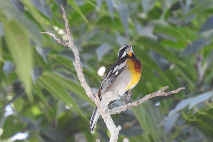 Half-Day Birdwatching Puerto Morelos