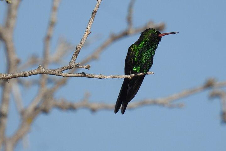 Half-Day Birdwatching Puerto Morelos