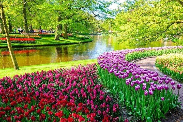 Private Keukenhof Park & Tulip Fields Tour from Rotterdam