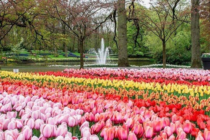 Private Keukenhof Park & Tulip Fields Tour from Rotterdam