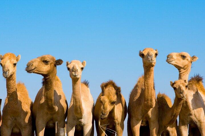 Kuwait City Border Farms & Desert Tour