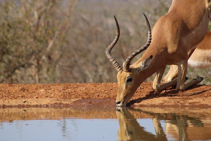 Pilanesberg National Park Safari in Open Vehicle from Johannesburg