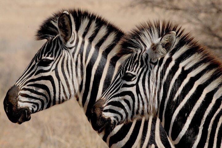 Pilanesberg National Park Safari in Open Vehicle from Johannesburg