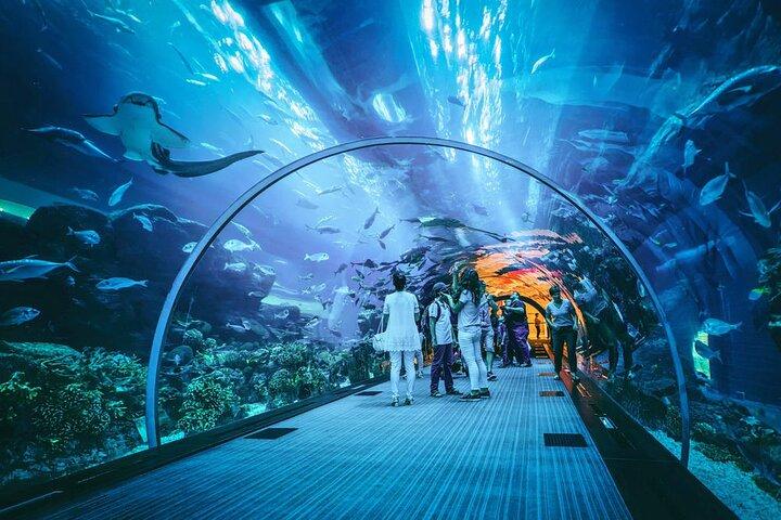 Dubai Mall Aquarium and Underwater Zoo Ticket