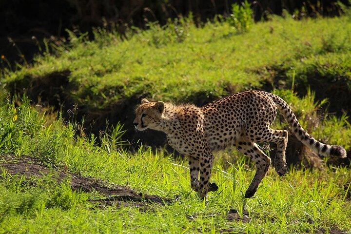 From Arusha: 3-Day Big Cats Safari Serengeti, Tarangire