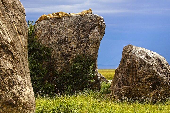 From Arusha: 3-Day Big Cats Safari Serengeti, Tarangire