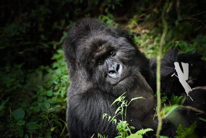 13-Day Uganda Mgahinga Gorilla Trek, Maasai Amboseli Park