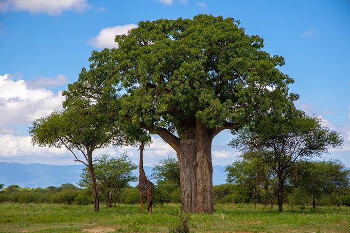From Arusha: 11 days Lake Hopping Safari