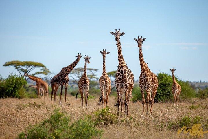 Big Five Classic Safari in Tanzania **Sustainable Travel approach