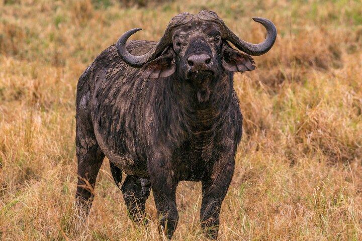Big Five Classic Safari in Tanzania **Sustainable Travel approach