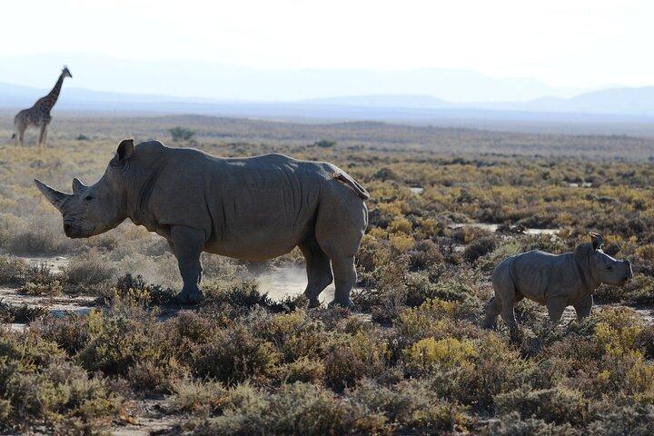 Zanzibar: 2-Day Private Magical Ngorongoro Crater Safari
