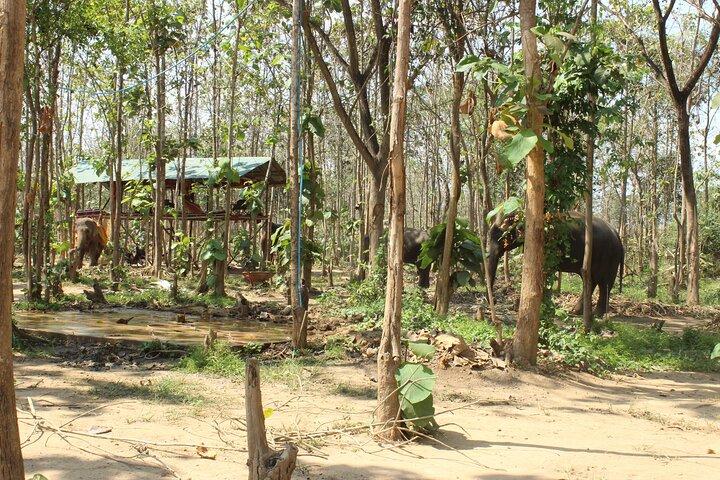Chiang Mai Elephant Sanctuary Small Group Ethical Tour