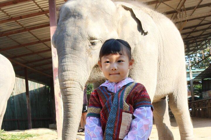 Chiang Mai Elephant Sanctuary Small Group Ethical Tour
