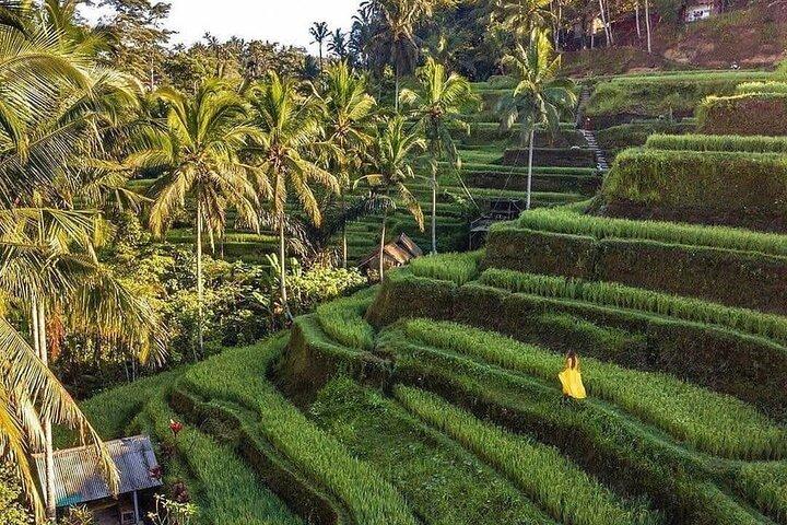 Ubud Monkey Forest, Holy Water Temple & Waterfalls Tours