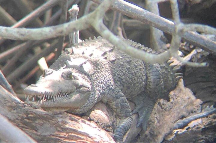 Tamarindo Birdwatching Crocodiles and Monkey Tour