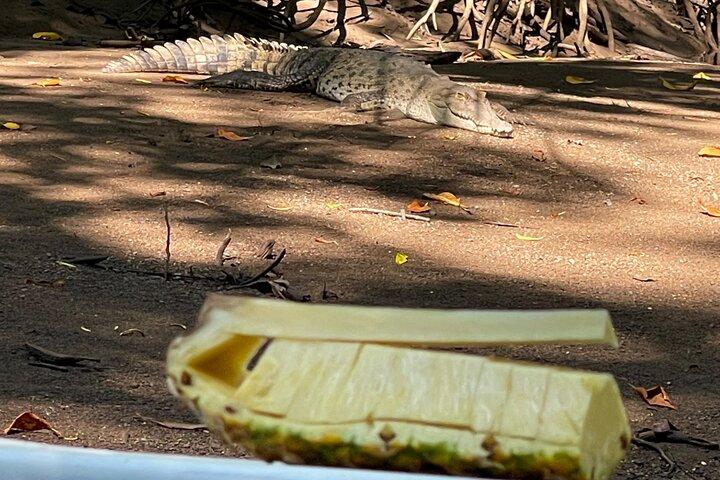 Tamarindo Birdwatching Crocodiles and Monkey Tour