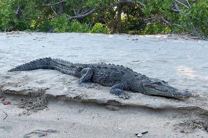 Tamarindo Birdwatching Crocodiles and Monkey Tour