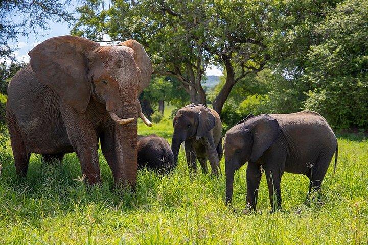 From Arusha: 3-Day Lake Natron Flamingo & Tarangire Safari