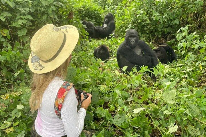 1 Day Rwanda Gorilla Trekking Tour In The Volcanoes National Park