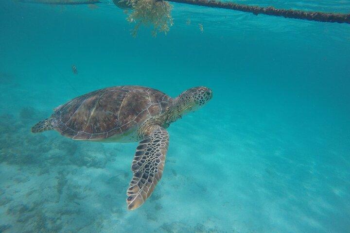 Half Day Akumal Beach Swim and Snorkel with Turtles Experience