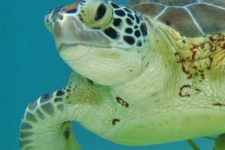 Half Day Akumal Beach Swim and Snorkel with Turtles Experience