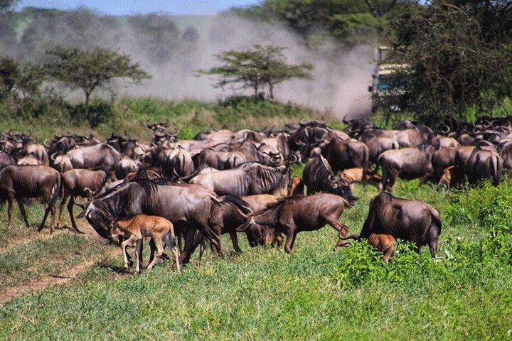 5 Days and 4 Nights Migration Calving in Serengeti National Park