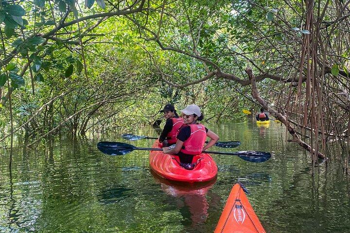 Kayaking in Mangrove Forest of Paravur Backwaters near Varkala and Kollam