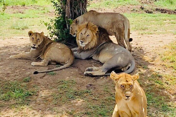 4 days Tarangire National park, Serengeti National park and Ngorongoro crater