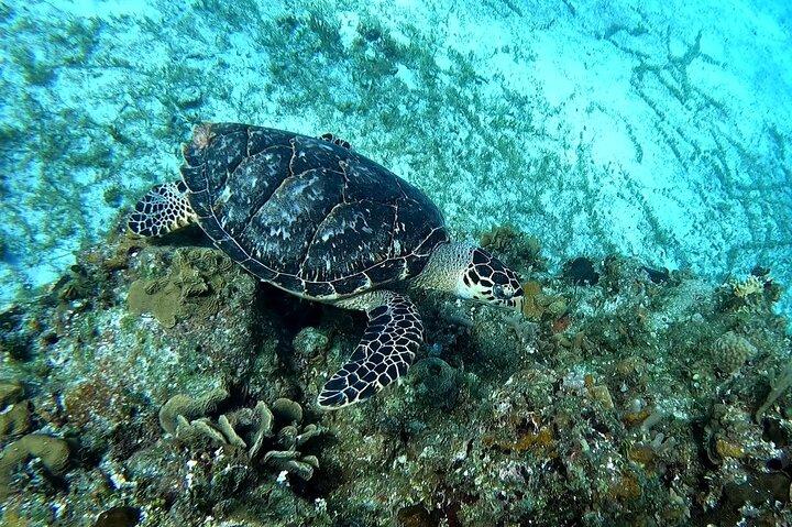 Starfish, Stingrays and the Cozumel Turtle Sanctuary Snorkel Tour