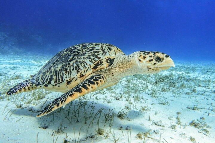 Starfish, Stingrays and the Cozumel Turtle Sanctuary Snorkel Tour