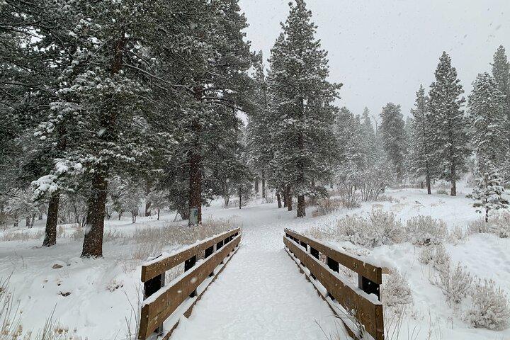 Mount Charleston Tour from Las Vegas