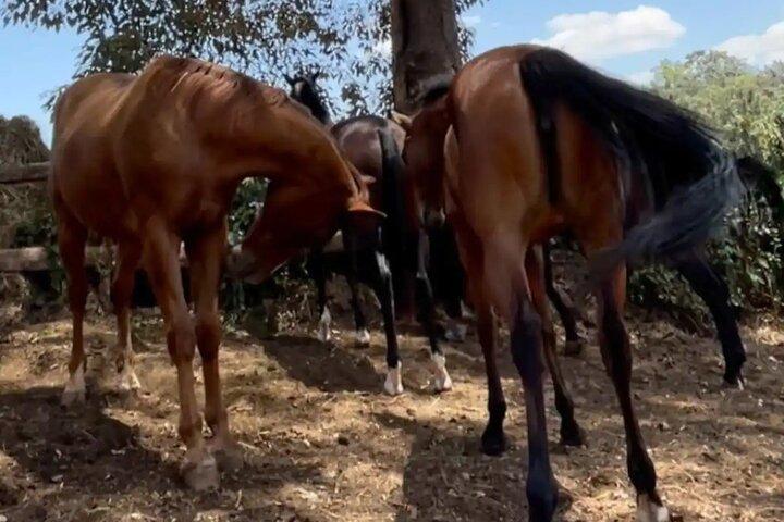Nairobi Horseback Experience at Karura Forest