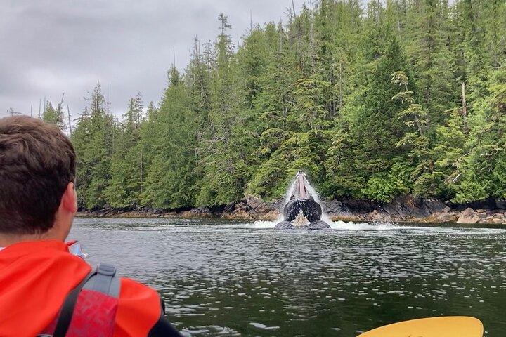 Orca Cove Sea Kayaking