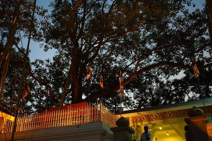 Anuradhapura And Aukana All Inclusive Day Tour From Negombo