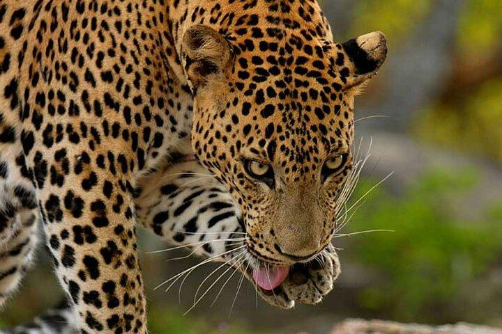 Yala National Park Jeep Safari From Benthota and Beruwala