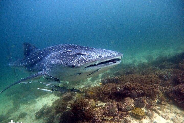 Scuba Diving Trips to Dimaniyat Islands