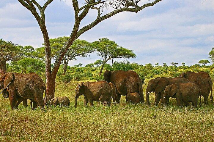 From Arusha: 3-Day Big Cats Safari Serengeti, Tarangire