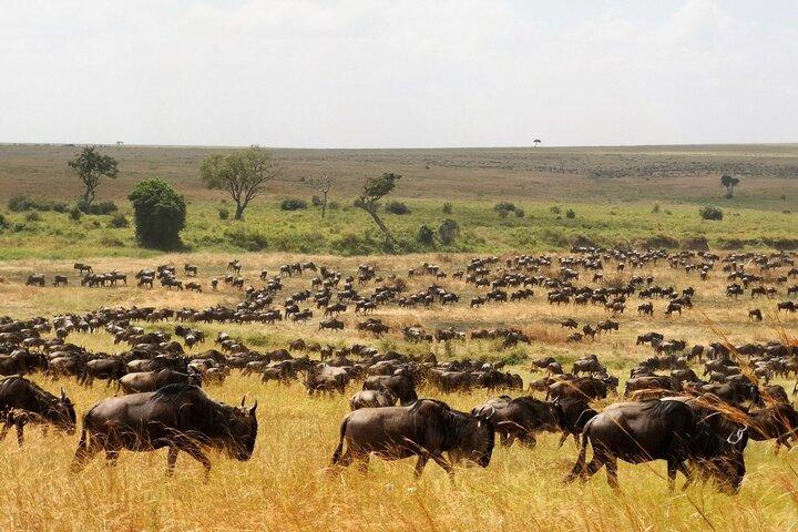 From Arusha: 3-Day Big Cats Safari Serengeti, Tarangire