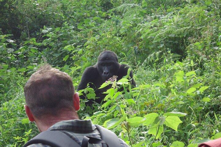 4-Day Gorilla & Chimpanzee Trekking Luxury Fly-in Tour in Uganda