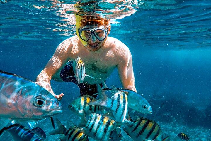 4 Hour Cozumel Reefs Snorkeling