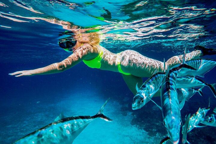 4 Hour Cozumel Reefs Snorkeling