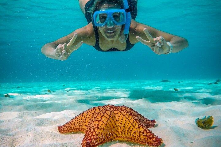 4 Hour Cozumel Reefs Snorkeling