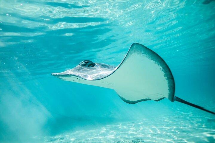 Half Day Tour lagoon discovery marine fauna flora small group