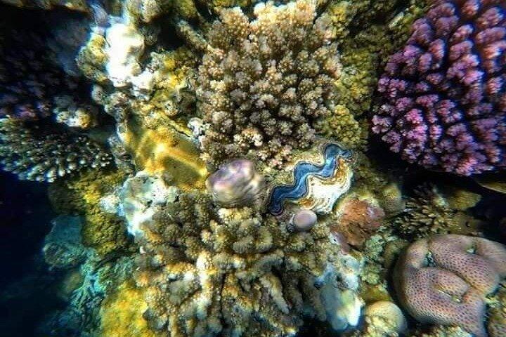 Snorkeling Day Tour to the Red Sea Safaga from Luxor with Lunch