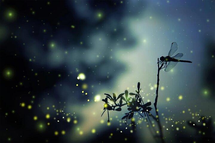 Private Kuala Lumpur Fairy Firefly And Monkey Hill Tour