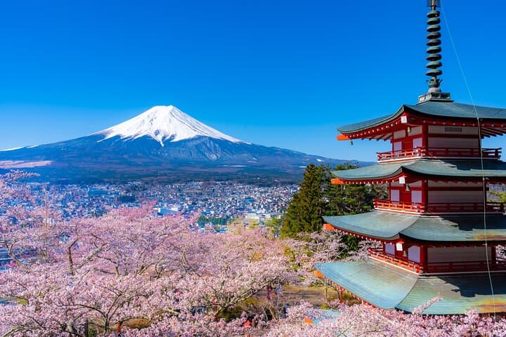 Mt. Fuji Cherry Blossom One Day Tour From Tokyo by Private Car