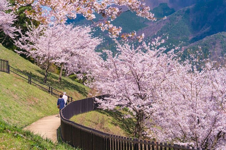 Mt. Fuji Cherry Blossom One Day Tour From Tokyo by Private Car